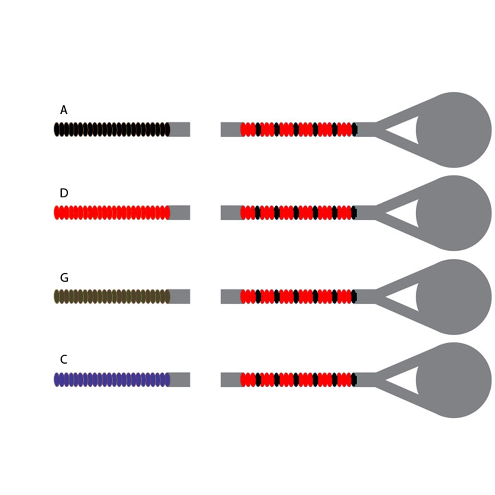 Pirastro Obligato Cello String Set | Kennedy Violins